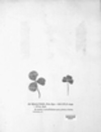 Didymella trifolii image